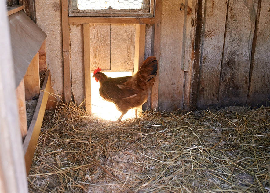 Should You Put Chickens in Your Greenhouse?