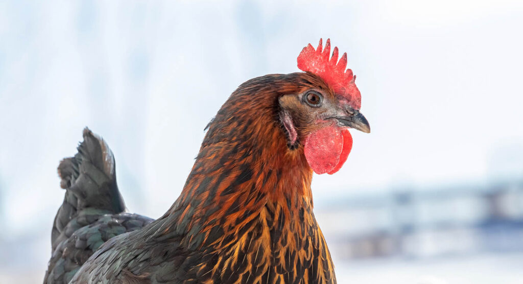 A copper maran chicken in the winter time outside in the snow. Insulation from Snow