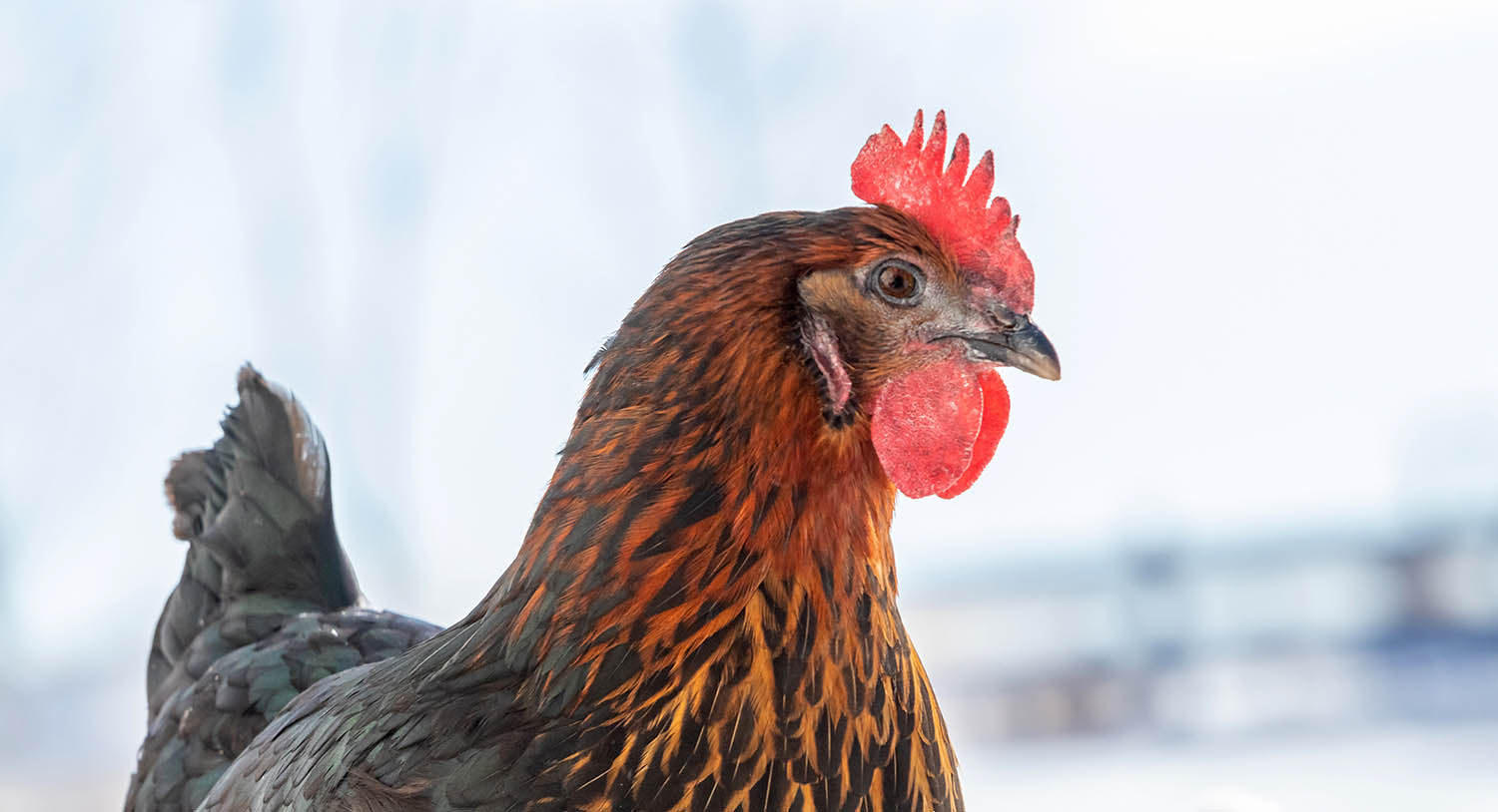 A copper maran chicken in the winter time outside in the snow. Insulation from Snow