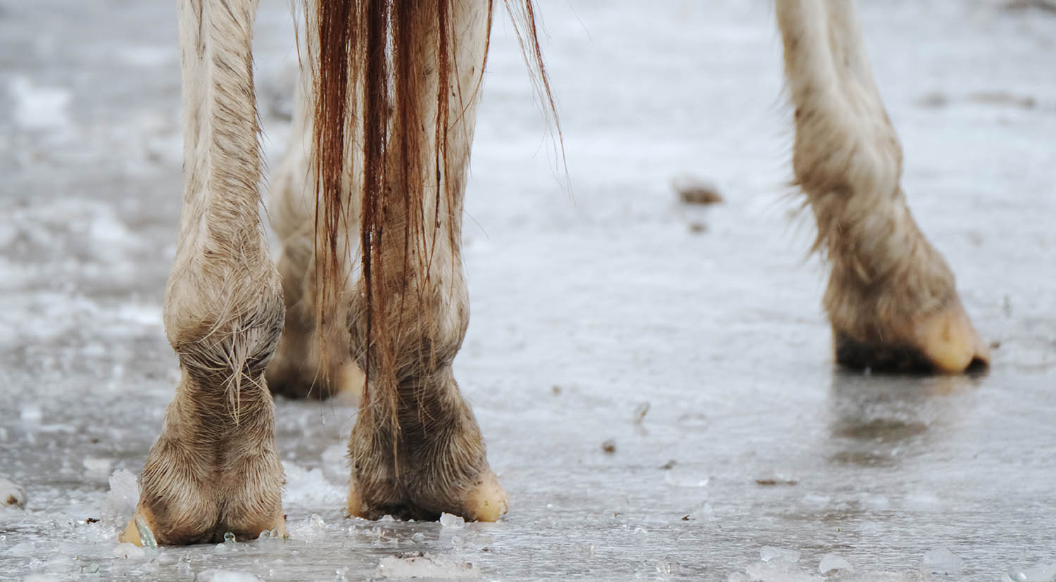 Horse Barns during Winter