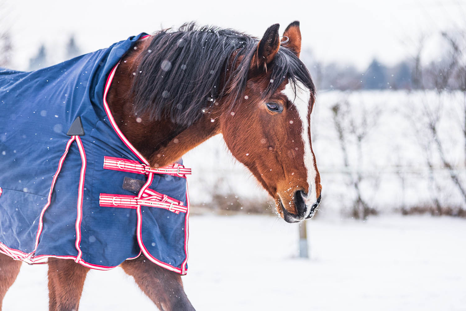 Horse wearing a blue rug - a covering that protects the horse from the cold. The horse is looking straight into the lens. A cold, sunny day in winter.